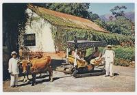 Oxen-drawn carros, Funchal, Madeira