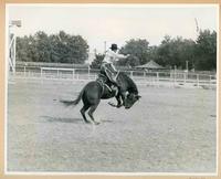 [Cowboy saddle bronc riding]