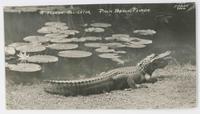 Florida alligator, Palm Beach, Florida