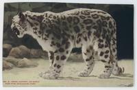 Snow Leopard or Ounce, New York Zoological Park