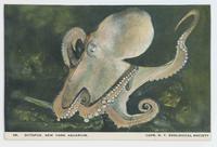 Octopus, New York Aquarium