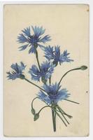 [Blue flowers]