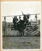 [Cowboy being thrown while saddle bronc riding]