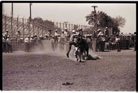 Unidentified Calf roper