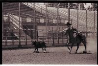 Unidentified Calf roper