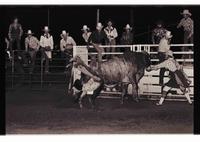 Unidentified Bull rider on unknown Bull