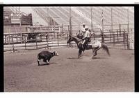 Unidentified rider in Quarter horse competition