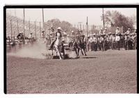Unidentified Steer wrestler