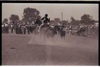 Unidentified Calf roper
