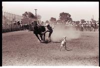Unidentified Goat tier