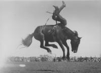 [Cowboy being thrown by horse]