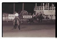 Unidentified Team ropers