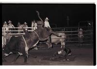 Unidentified Bull rider on unknown Bull