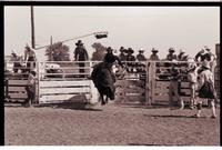 Unidentified Bull rider on unknown Bull