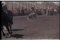 Unidentified Steer wrestler