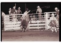 Unidentified Bull rider on unknown Bull