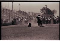 Unidentified Calf roper