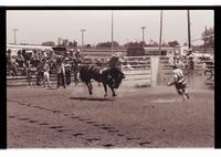 Unidentified Bareback rider