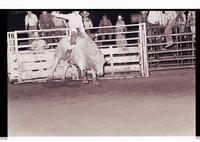 Unidentified Bull rider on unknown Bull