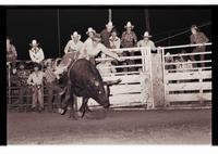 Unidentified Bull rider on unknown Bull