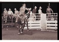 Unidentified Bull rider on unknown Bull