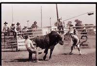 Unidentified Bull rider on unknown Bull