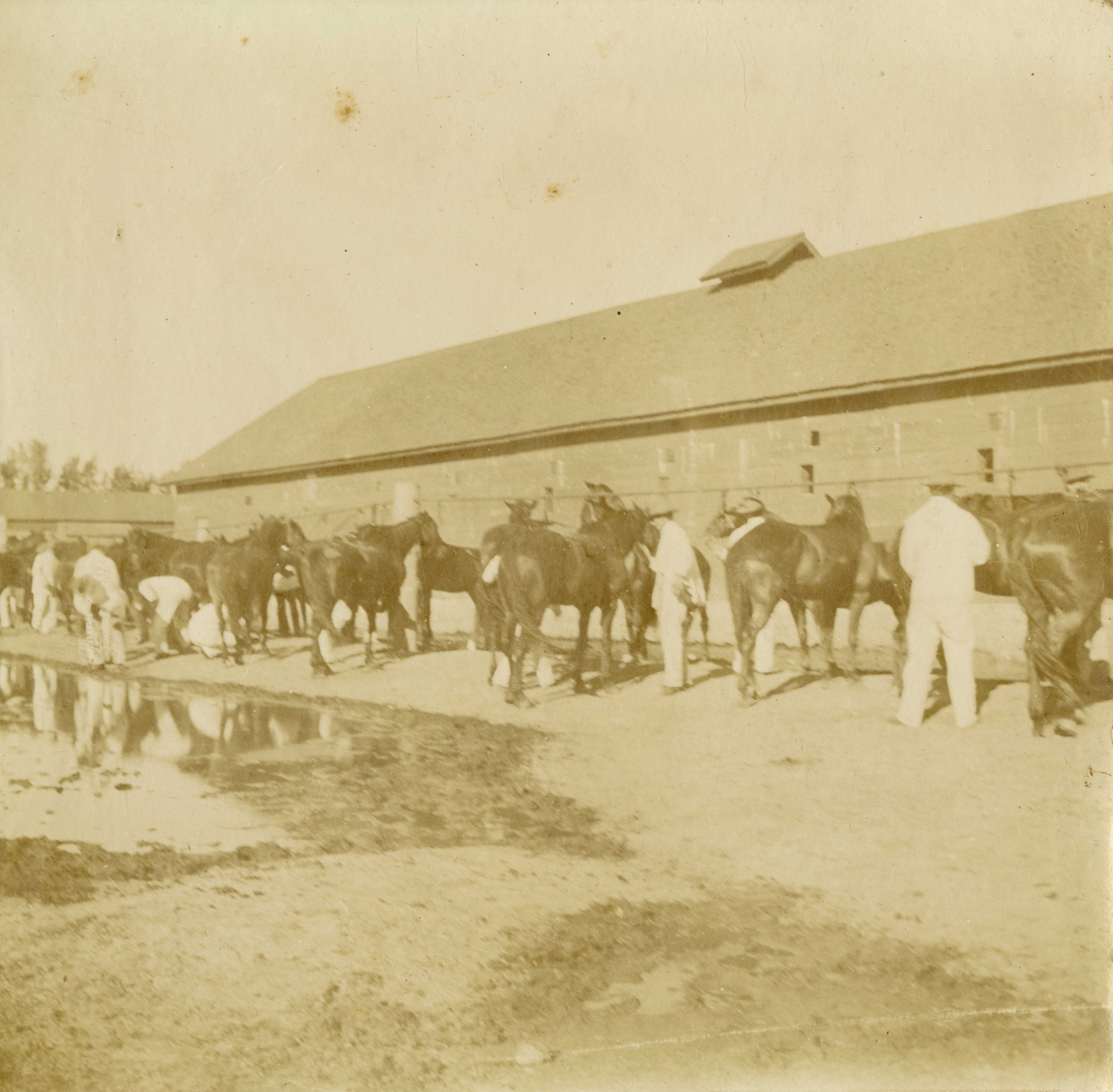 [9th U. S. Cavalry Regiment horses outside their stables, Fort Robinson, Nebraska]...