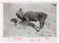 Black cowboy Bill Pickett, bulldogging at Phoenix, Az. Eastlake Park Arena May 1905