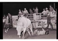 Unidentified rider on unknown Bull