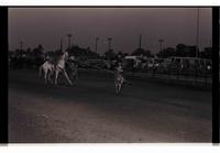 Unidentified Calf roper