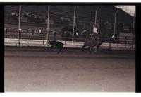 Unidentified Calf roper