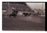 Unidentified rider in Quarter horse competition