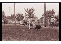 Unidentified Calf roper