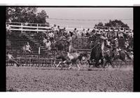 Unidentified Team ropers