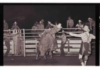 Unidentified Bull rider on unknown Bull