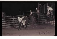 Unidentified Bull rider on unknown Bull