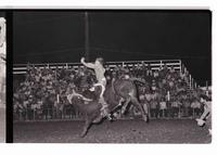 Unidentified Bull rider on unknown mount