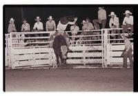 Unidentified Bull rider on unknown Bull