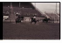 Unidentified rider in Quarter horse competition