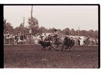 Unidentified Steer wrestling