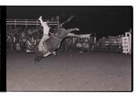 Unidentified Bull rider on unknown mount