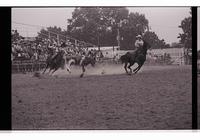 Unidentified Team ropers