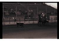 Unidentified Calf roper