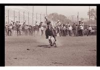 Unidentified Calf roper