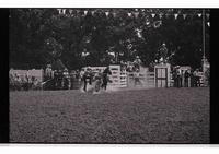 Unidentified Calf ropers