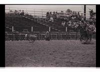 Unidentified Calf roper