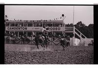 Unidentified Team ropers