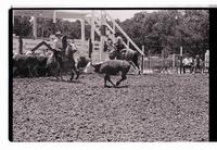 Unidentified participants in Cutting Horse competition