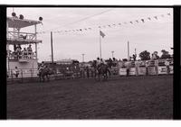 Unidentified Team ropers