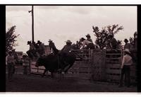 Unidentified Team ropers